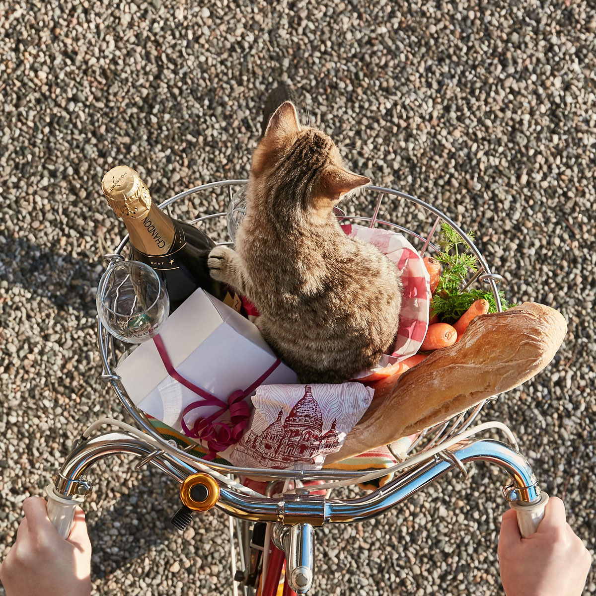 Panier de velo contenant un picnic et un chaton